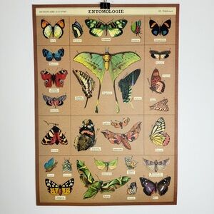 Cavallini Entomologie 20” x 28” Poster